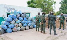 Plus d'1 tonne de chanvre indien et des faux médicaments saisis