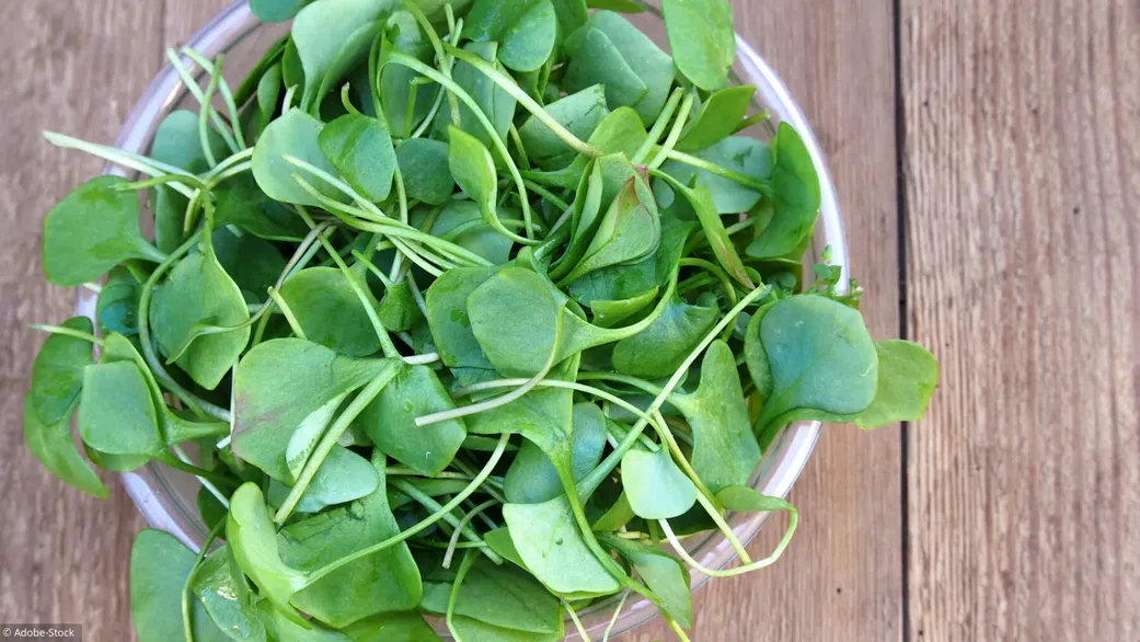 Voici le légume le plus sain de la planète...