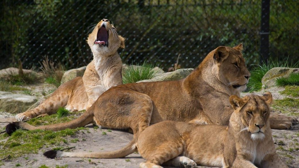 Un gardien de zoo dévoré par des lions