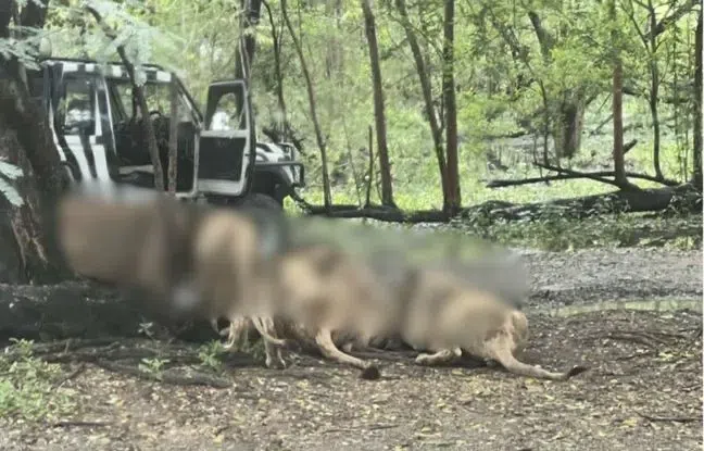 Un gardien de zoo dévoré par des lions