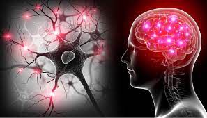 Des neurones qui nous disent quand nous avons assez mangé !