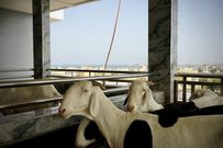 Parcelles Assainies : le carreleur s'accouplait avec des moutons