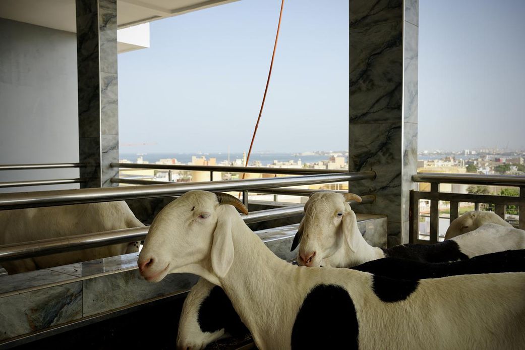 Parcelles Assainies : le carreleur s'accouplait avec des moutons