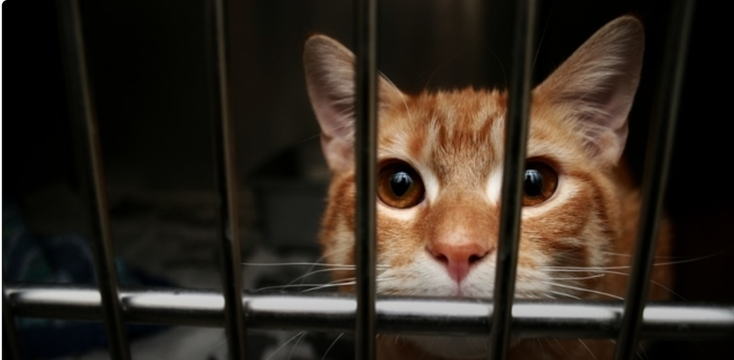 Médina : un vendeur de "frokh thiaya", qui vendait de la viande de chat, arrêté