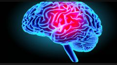 Le cerveau n'est pas l'organe déclencheur de l'éjaculation, mais la moelle épinière (Etude)