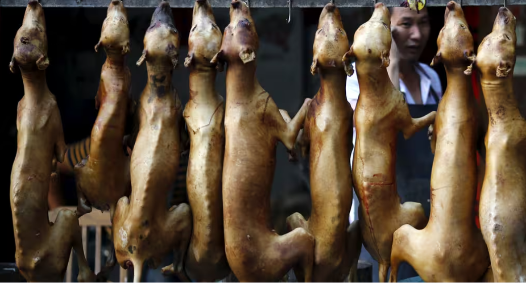 "Dibi haoussa", "Frokh Thiaya"... : le chat à toutes les sauces à la Médina
