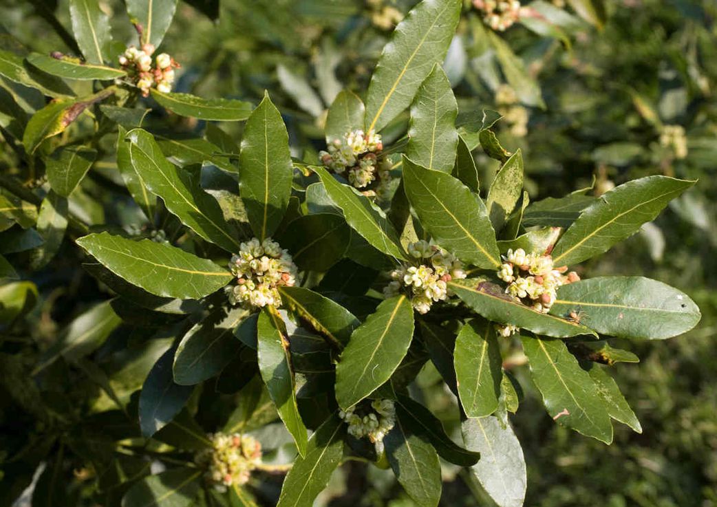Feuilles de laurier sous le lit, une astuce ancestrale aux bienfaits insoupçonnés pour votre maison