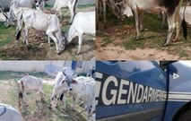 Fatick : un réseau de voleurs de bétail neutralisé après le vol de 8 bœufs à un imam