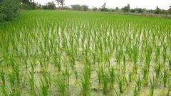 Campagne rizicole au Sénégal : des récoltes record renforcent la souveraineté alimentaire par Amadou Sabar BA