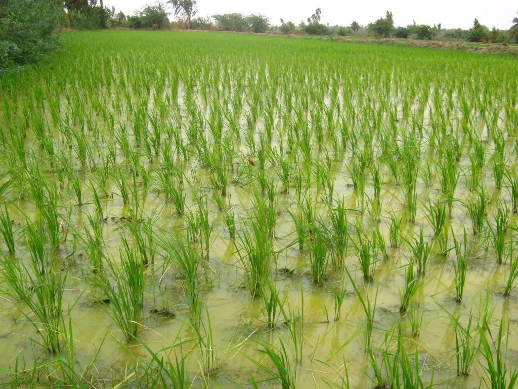Campagne rizicole au Sénégal : des récoltes record renforcent la souveraineté alimentaire par Amadou Sabar BA