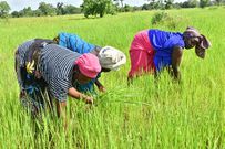Campagne rizicole au Sénégal : des récoltes record renforcent la souveraineté alimentaire par Amadou Sabar BA