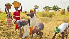 Campagne rizicole au Sénégal : des récoltes record renforcent la souveraineté alimentaire par Amadou Sabar BA