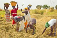 Campagne rizicole au Sénégal : des récoltes record renforcent la souveraineté alimentaire par Amadou Sabar BA