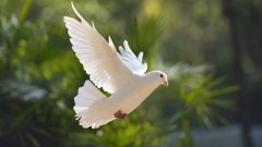 Indice mondial de la paix 2025 : le Sénégal gagne 5 places