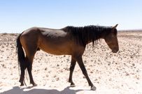 Tragédie à Koumpentoum : un cheval ôte la vie à un bébé de 18 mois