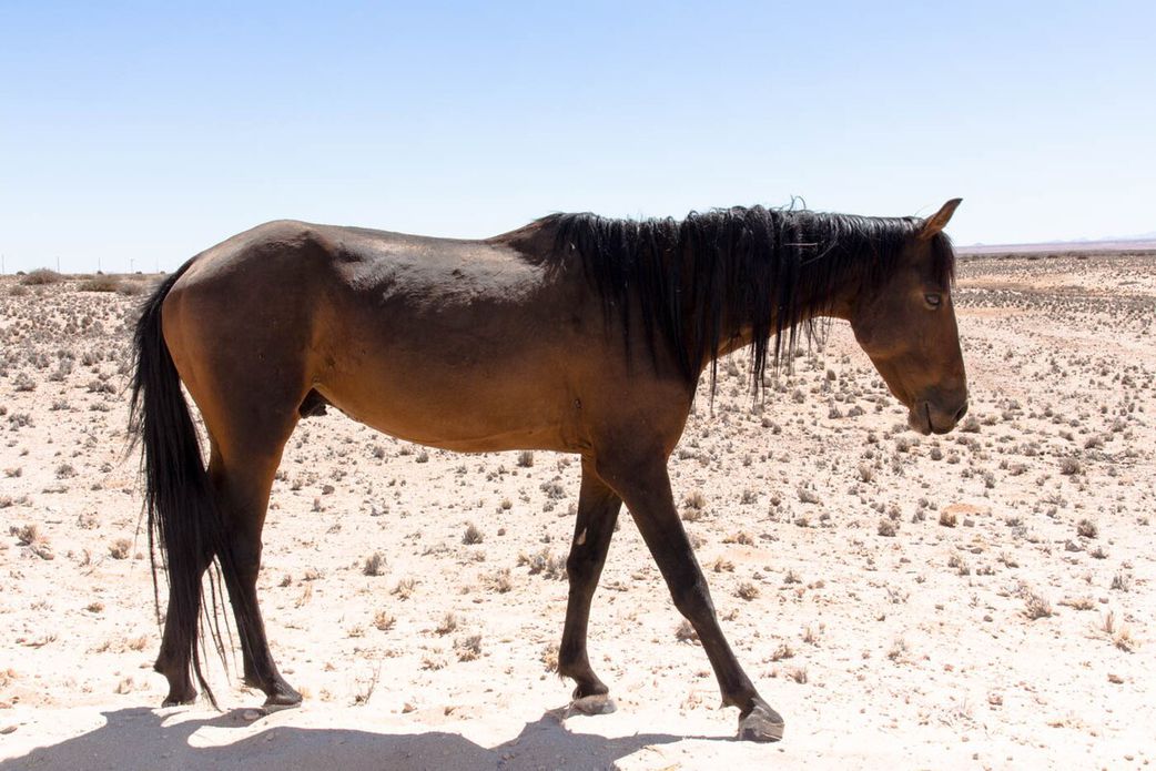 Tragédie à Koumpentoum : un cheval ôte la vie à un bébé de 18 mois
