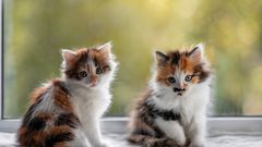 revelations-choquantes-300-chats-tues-par-mois-pour-alimenter-un-restaurant