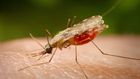 Anopheles darlingi-1024x678