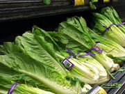 FILE - This Nov. 20, 2018 file photo shows Romaine Lettuce in Simi Valley, Calif.  U.S. health officials are telling people to avoid romaine lettuce grown in Salinas, Calif., Friday, Nov. 22, 2019,  as they investigate a food poisoning outbreak. They also say not to eat the leafy green if the label doesnt say where it was grown.  (AP Photo/Mark J. Terrill, File)