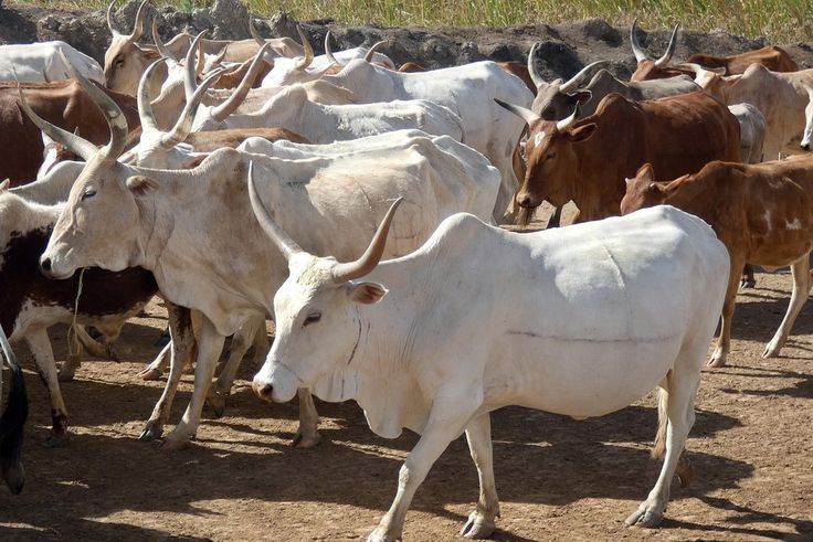 senegal-4615207 1280