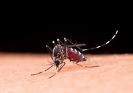 La dengue rebondit à Ziguinchor : un décès et dix cas confirmés