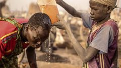 L’urine de vache, un antiseptique naturel contre l’infection