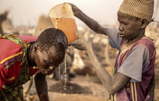 L’urine de vache, un antiseptique naturel contre l’infection