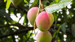 Mangue produite au Sénégal