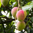 Mangue produite au Sénégal