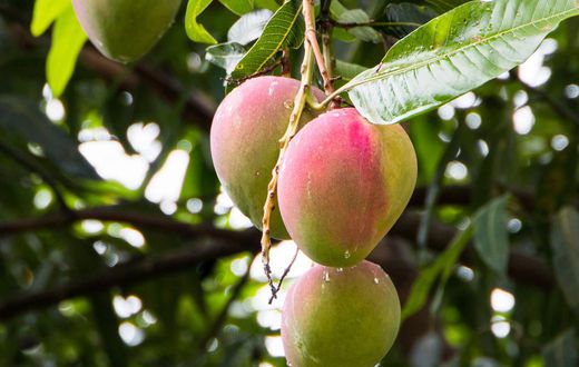 Mangue produite au Sénégal