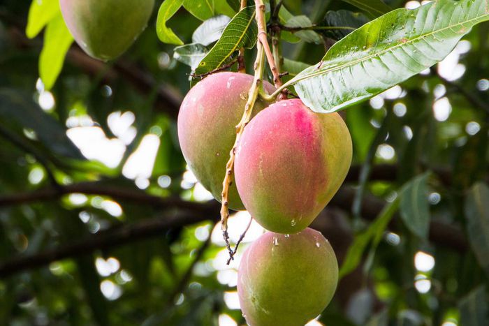 Mangue produite au Sénégal