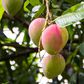 Mangue produite au Sénégal
