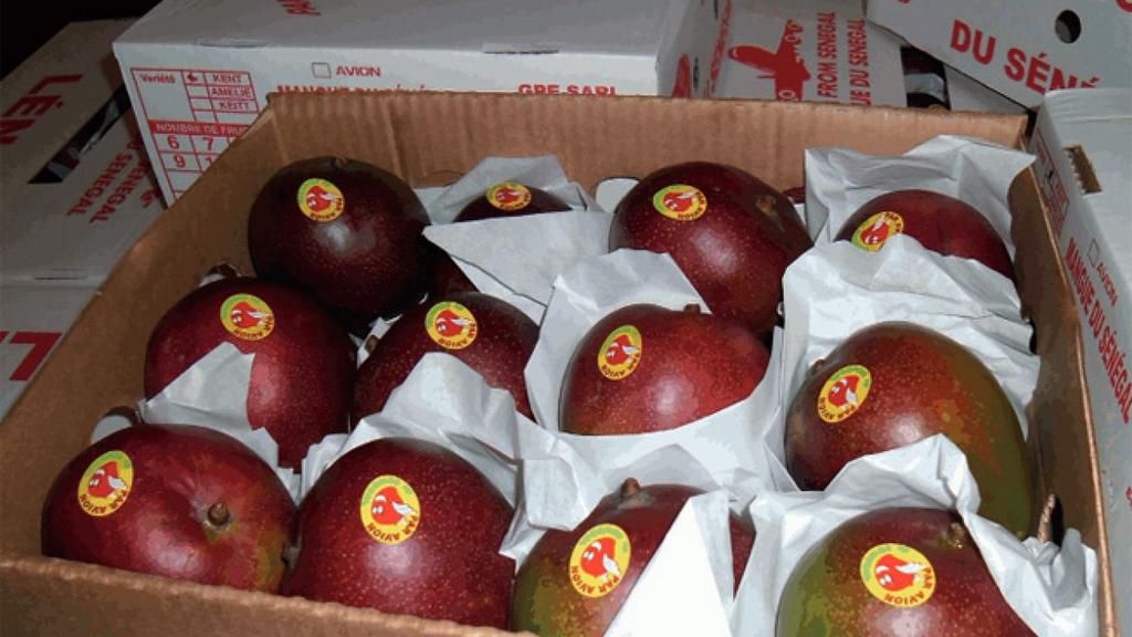 Mangue-exportation