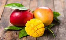 mangue