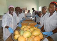 agriculture-production-mangue-exportation-marche-variete-fruit-confiture-jus