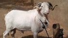 Voici 5 conseils pour bien choisir son mouton pour l’Eid