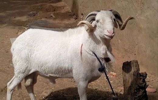 Voici 5 conseils pour bien choisir son mouton pour l’Eid