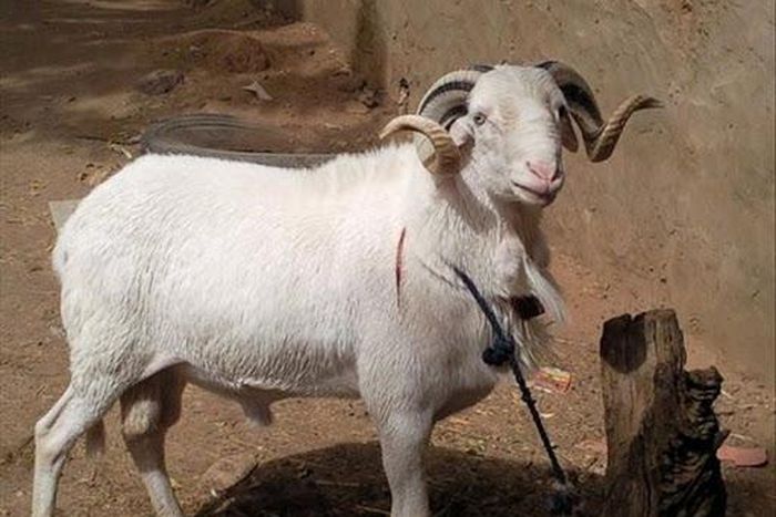 Voici 5 conseils pour bien choisir son mouton pour l’Eid
