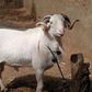 Voici 5 conseils pour bien choisir son mouton pour l’Eid