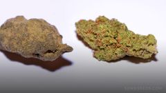 Hashish-vs-weed-1024x540