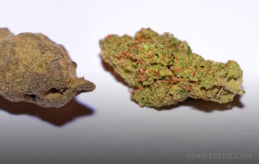 Hashish-vs-weed-1024x540