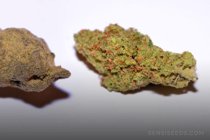 Hashish-vs-weed-1024x540