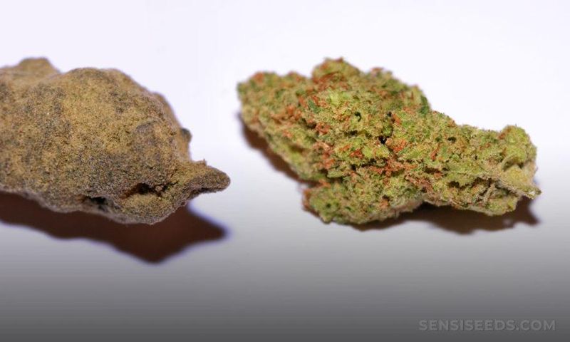 Hashish-vs-weed-1024x540