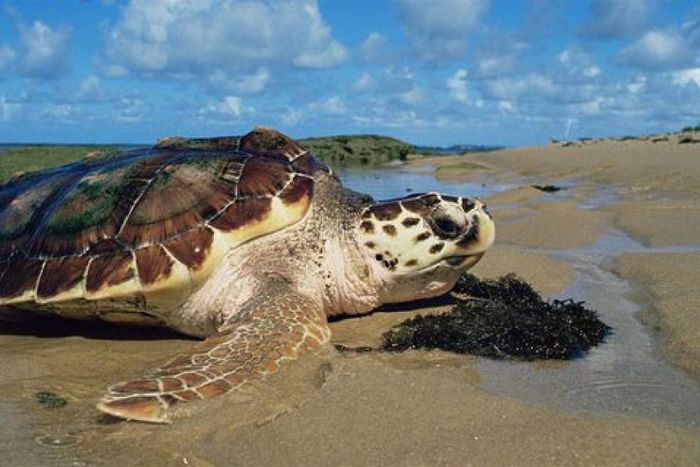 Tortue de mer