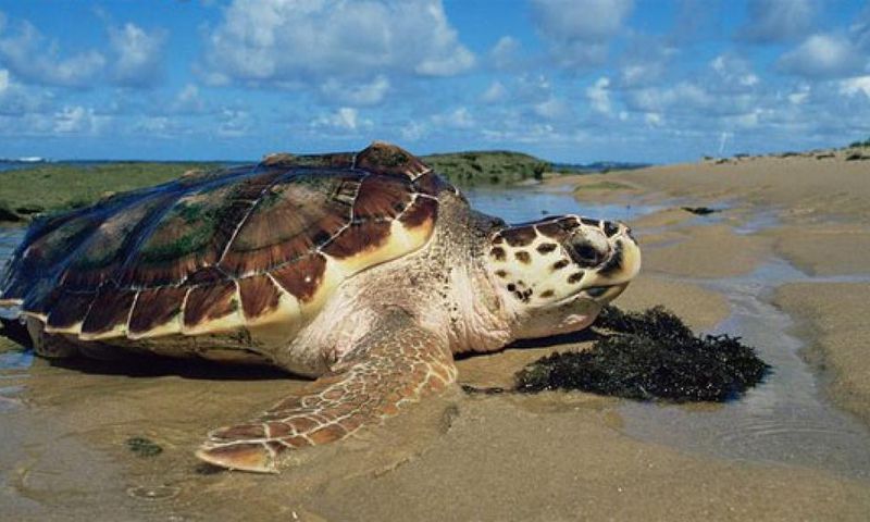 Tortue de mer