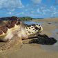 Tortue de mer
