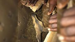 Keur-Ayib---un-traficant-présumé-arrêté-avec-un--bébé-antilope-dans-un-carton