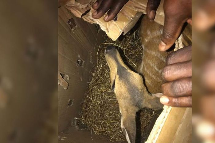 Keur-Ayib---un-traficant-présumé-arrêté-avec-un--bébé-antilope-dans-un-carton