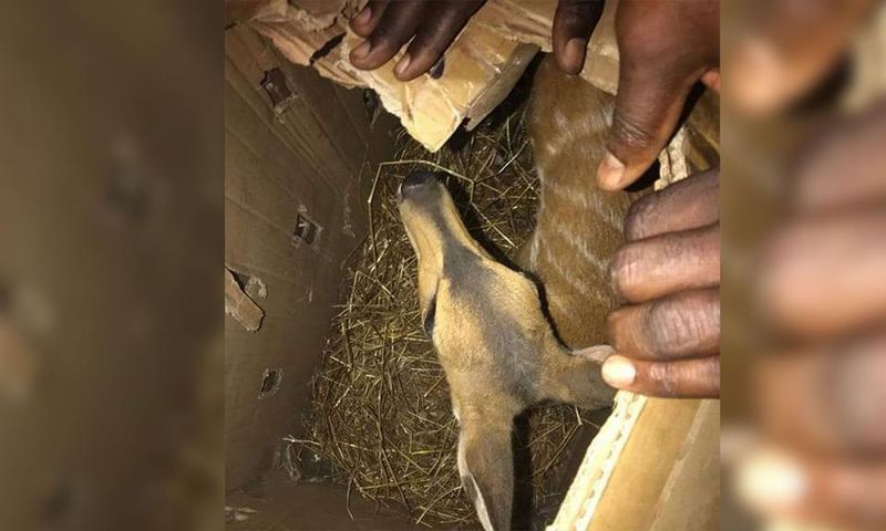Keur-Ayib---un-traficant-présumé-arrêté-avec-un--bébé-antilope-dans-un-carton