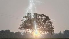 la foudre s'abat sur un arbre